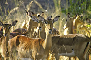 Impala Herde