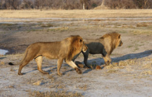 Löwen auf Pirsch in Botswana
