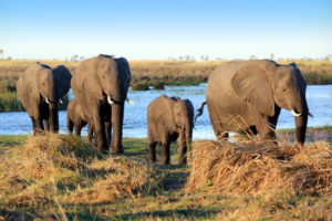 Elefantenherde in Botswana