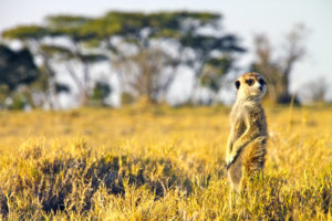 Aufmerksames Erdmännchen in der Kalahari