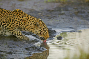 Leopard an einem Wasserloch