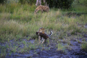Leopard beim Jagen