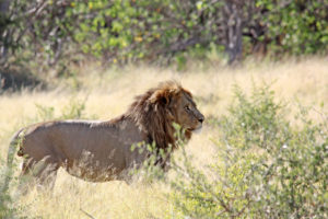Löwe im Moremi Game Reserve