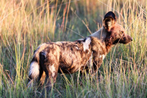 Wildhund im Okavango-Delta