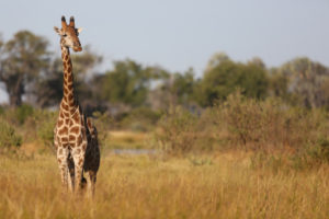 Giraffe im Okavango Delta