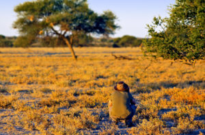 Kalahari Wüste, Botswana