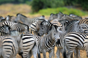 Zebraherde in Botswana