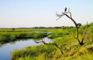 Vogel im Okavango Delta