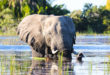 Badender Elefant im Okavango-Delta