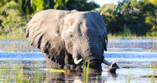 Badender Elefant im Okavango-Delta
