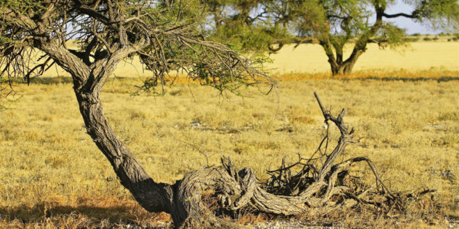 Flora in der Kalahari, Botswana