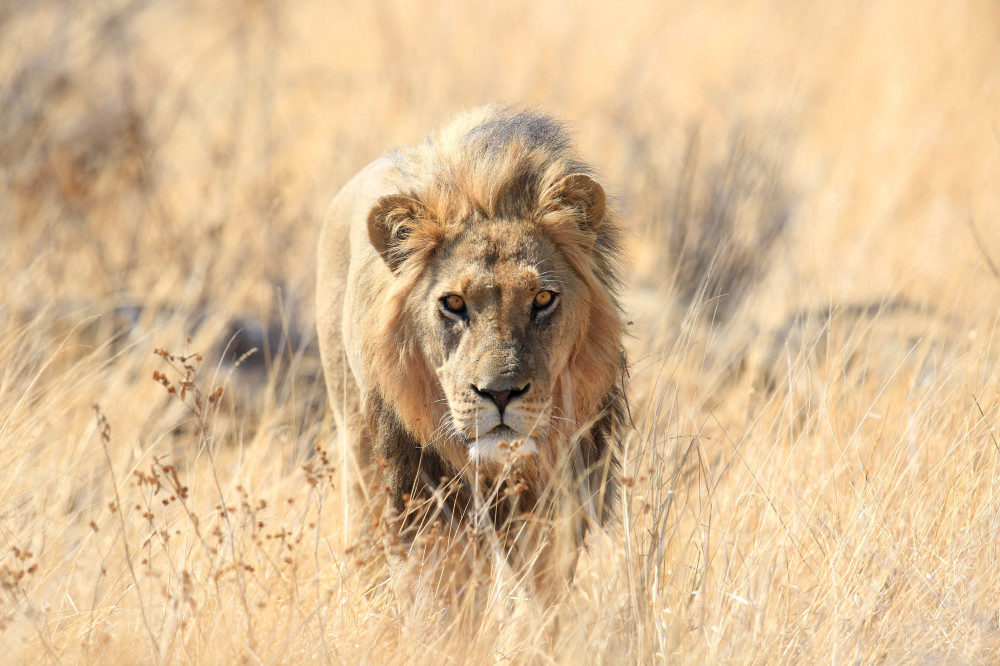 Stolzer Löwe in Botswana
