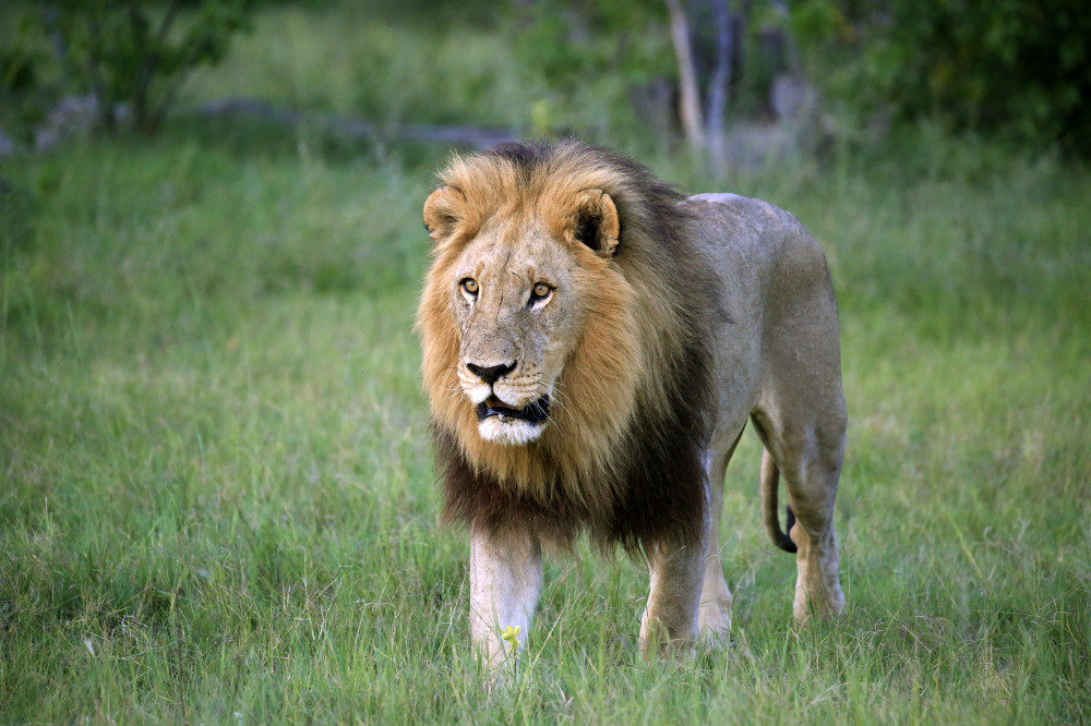 Löwen in der Wildnis erleben