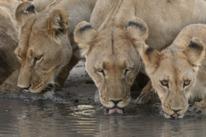 Eine Löwenfamilie stillt am Wasserloch ihren Durst, Central Kalahari Game Reserve.